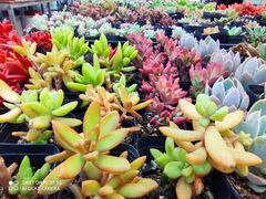 -金陵花卉交易市场