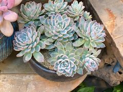 -双季花艺园艺市场(浦东店)