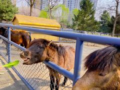 -长白岛森林公园