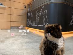 -瞄一喵猫咖(格力海岸店)