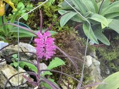 -国家植物园南园