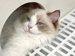 -lincat·猫舍(广州店)