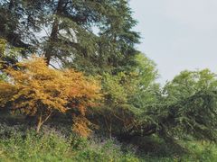 -上海共青森林公园