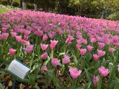 -上海鲜花港