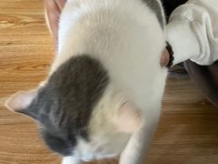 -松果猫咖(桐乡吾悦金街店)