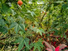 -南宫五洲植物乐园