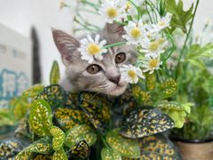 -长颈鹿咖啡(大学路店)