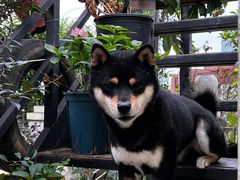 -喜柴咖啡·柴犬狗咖