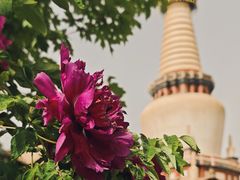 -张掖大佛寺景区