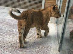 -西霞口神雕山野生动物世界