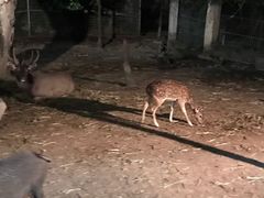 -清迈夜间动物园