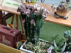 -佟小曼手工茶饼坊(鼓浪屿1店)