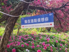 -洛阳市隋唐城遗址植物园