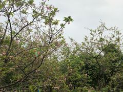 -天适樱花悠乐园