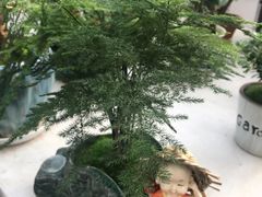 -秦美花卉(天朗·莱茵小城2期店)