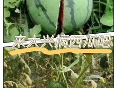 -庞各庄翠芳园西瓜蔬菜基地采摘园