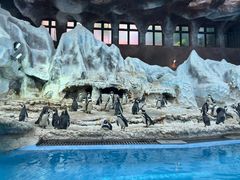 -帝企鹅自助餐厅•儿童岛•真企鹅(长隆企鹅酒店)