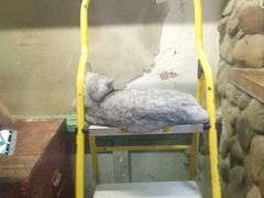 -猫咪博物馆(顶澳仔猫街店)