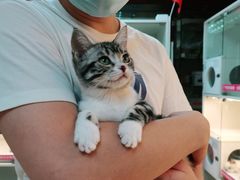 -lincat·猫舍(广州店)