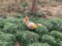 -上海怡沁园度假酒店