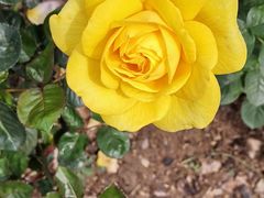 -人民公园(罗湖区)