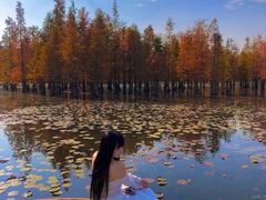 -白鹭湾湿地公园