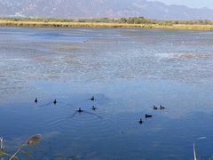 -野鸭湖国家湿地公园