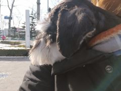 -宠福鑫康馨动物医院·骨科·眼科
