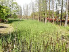 -昆山城市生态森林公园