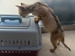 -萌兽医馆·宠物医院·猫骨科(创景店)