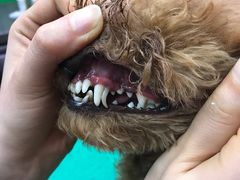 -爱宠屋pet shop·宠物洗澡·宠物美容