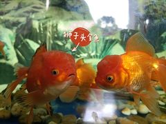 -成都动物园