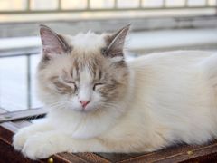 -这儿没有猫·猫咖萌宠馆·撸猫