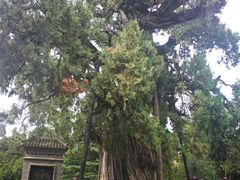 -黄帝陵