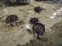 -西安曲江海洋极地公园