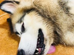 -李小姐の猫咖啡馆(五角场店)