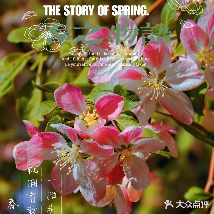 🌸京城赏花攻略|北土城地铁口,让你免费拥抱海棠花海🌷