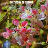 🌸京城赏花攻略|北土城地铁口，让你免费拥抱海棠花海🌷