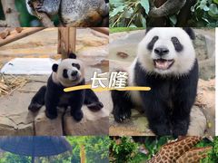 -广州动物园