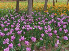 -郑州中国绿化博览园