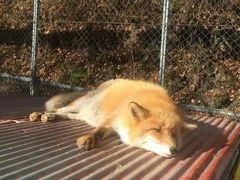 -宫城藏王狐狸村