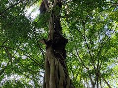 -中国科学院西双版纳热带植物园