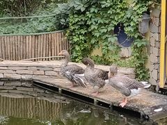 -南宫五洲植物乐园