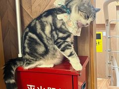 -MOCHA明星猫咖(田子坊店)