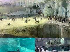 -珠海长隆海洋王国