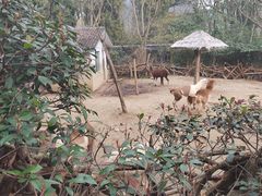 -杭州动物园