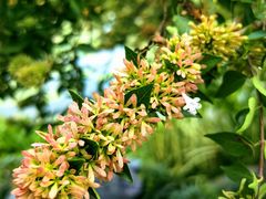 -国家植物园南园