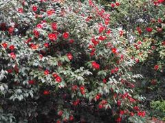 -西湖外事游船(花港观鱼码头)