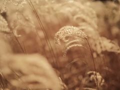 -三圣花乡旅游区