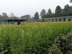 -洪湖家庭农场·团建·露营·会议